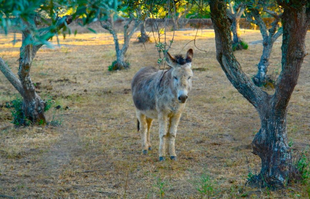 Appartamento Quinta Da Bela Vista Póvoa e Meadas Esterno foto