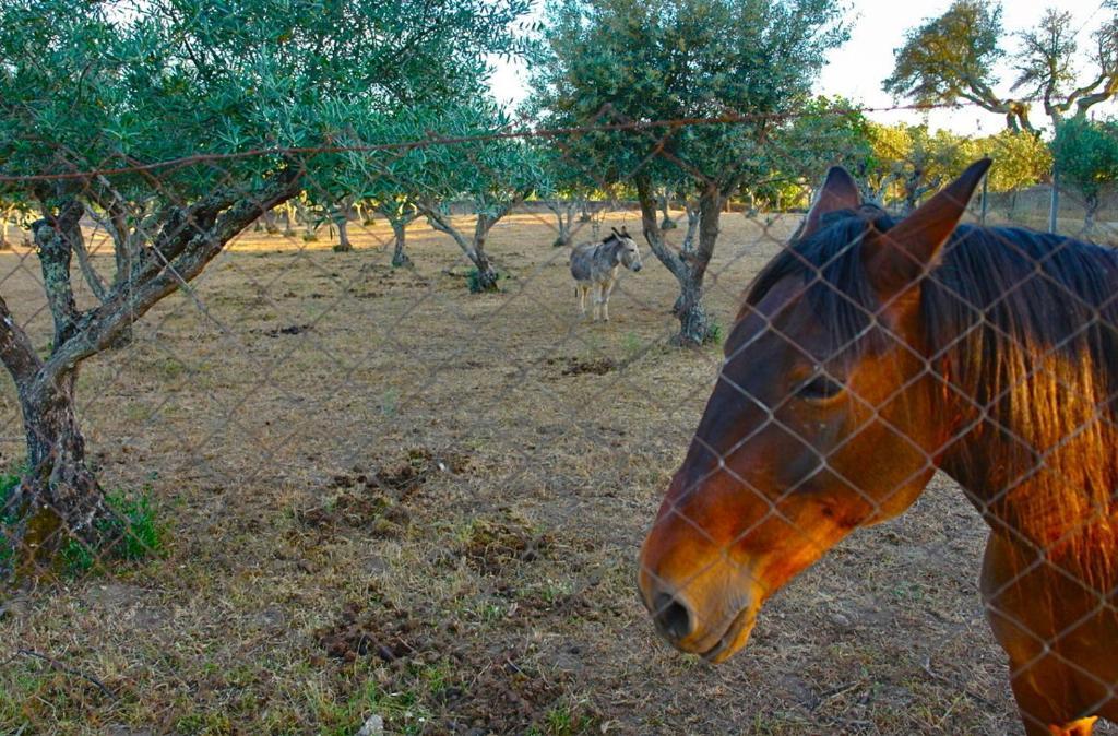 Appartamento Quinta Da Bela Vista Póvoa e Meadas Esterno foto