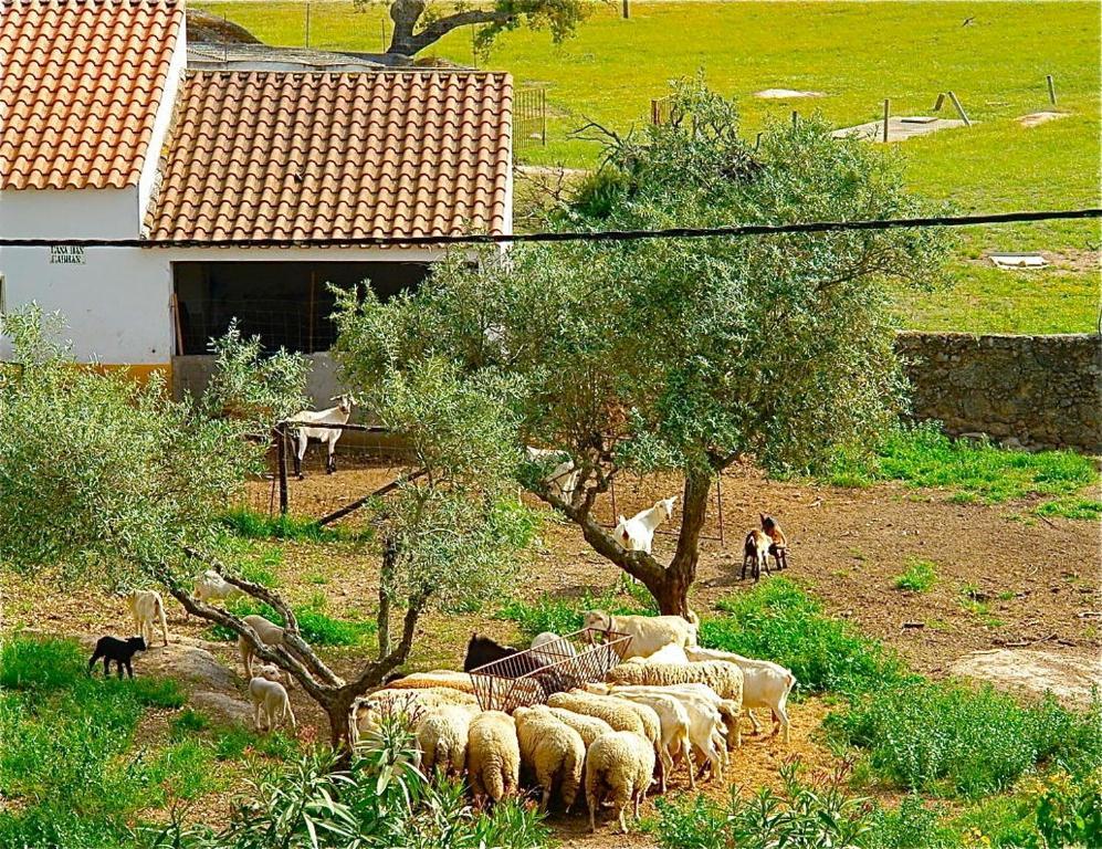Appartamento Quinta Da Bela Vista Póvoa e Meadas Esterno foto